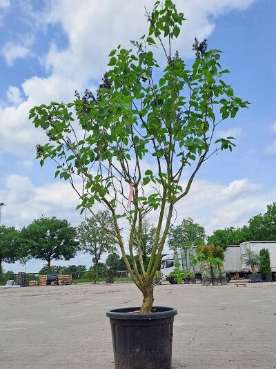 Gartenflieder / Gewöhnlicher Flieder / Edelflieder 'Katherine Havemeyer' 150-175 cm / Gartenflieder / Gewöhnlicher Flieder / Edelflieder 'Katherine Havemeyer' 150-175 cm