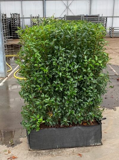 Portugiesicher Kirschlorbeer / Fertighecke / Heckenelement 180 cm / Prunus lusitanica 'Angustifolia'