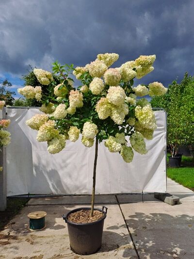 Limonenfarbene Rispen-Hortensie auf Stamm (719758) / Hydrangea paniculata 'Limelight ®' (719758)