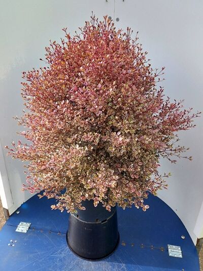 Lophomyrthus ’White Tiger‘ / Schopfmyrthe ’White Tiger‘, buschiger Strauch im Topf mit rotbraunem Laub und kleiner Blattpanaschierung.