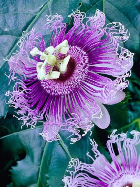 Purpurgranadilla / Maracuja / Passionsfrucht / Passiflora edulis