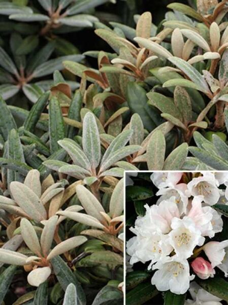 Rhododendron yakushimanum 'Edelweiß' / Rhododendron 'Edelweiß'