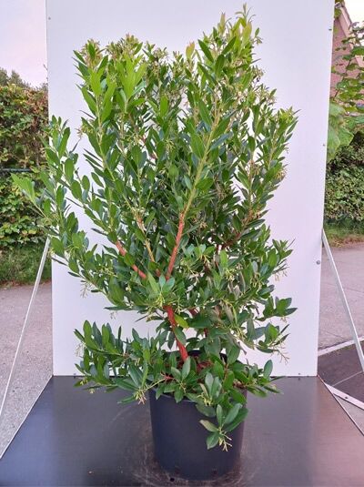 Arbutus unedo ‘Atlantic’ (Erdbeerbaum ‘Atlantic’) als buschige, immergrüne Kübelpflanze mit glänzenden, lanzettlichen Blättern.