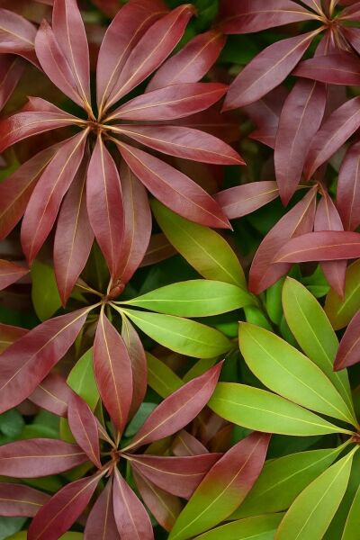 Japanische Lavendelheide 'Katsura' / Japanische Lavendelheide 'Katsura'