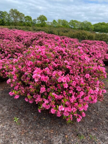 Rhododendron obtusum 'Madame Albert van Hecke' 80-90 cm breit x 50-60 cm hoch / Japanische Azalee 'Madame Albert van Hecke' (Nr.1413)