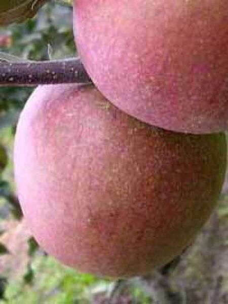 Malus domestica 'Winston' / Apfel 'Winston'