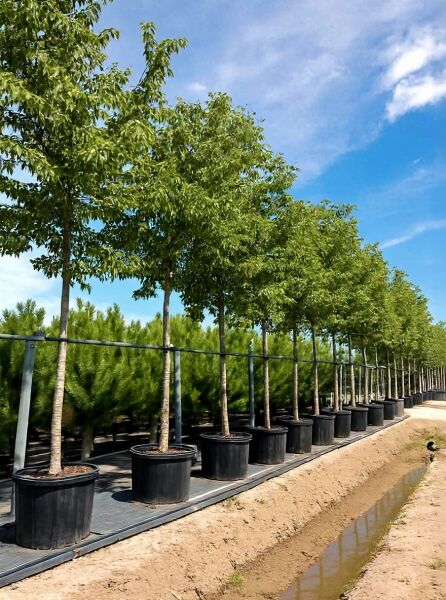 Celtis australis (Südlicher Zürgelbaum) Hochstamm 18-20 StU im Container, Reihe von Bäumen mit grüner Krone in Töpfen.