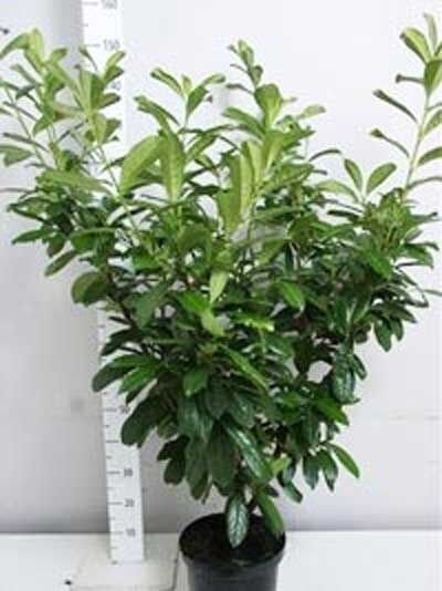 Kirschlorbeer 'Novita' / Prunus laurocerasus 'Novita'