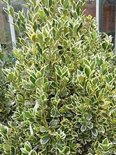 Japanischer Spindelstrauch 'Bravo' / Euonymus japonicus 'Bravo'