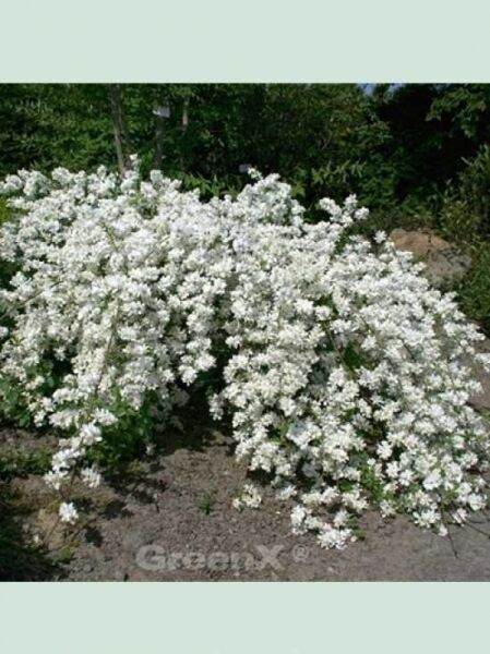 Prunkspiere 'The Bride' / Exochorda macrantha 'The Bride'