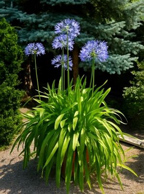 Afrikanische Schmucklilie - Agapanthus africanus - Baumschule NewGarden