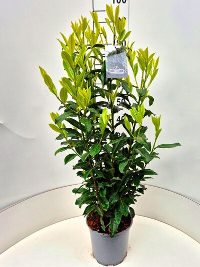 Prunus laurocerasus 'Genolia' / Kirschlorbeer 'Genolia' 80-100 cm C10, aufrechter Strauch im Topf mit glänzend grünen Blättern