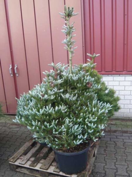 Korea-Tanne ‘Silberlocke’ (Abies koreana) 125–150 cm im Container C50, kompakter Nadelbaum mit silbrig gedrehten Nadeln.