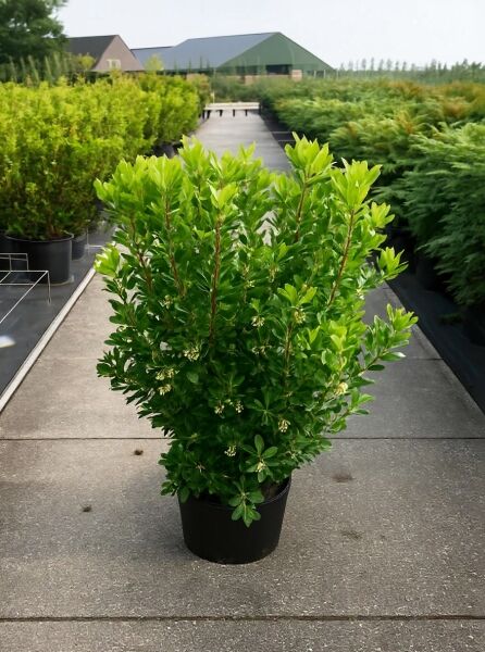 Rosa blühender Erdbeerbaum Arbutus unedo 'Roselily'® im Topf, 80–100 cm, C20, mit grünem Laub und Blütenansätzen