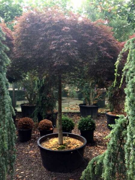 Dunkelroter Schlitz-Ahorn / Japanischer Ahorn 'Dissectum Garnet' auf Stamm / Acer palmatum 'Dissectum Garnet' auf Stamm