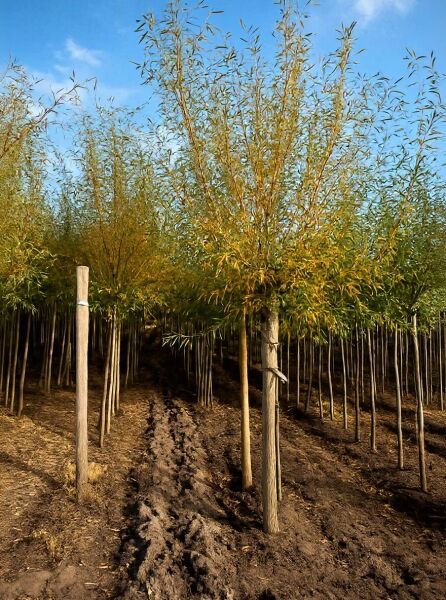 Salix alba 'Chermesina' (Silber-Weide/Weiß-Weide) Hochstamm 18-20 StU, Baum mit Stamm und schmalen Blättern in Baumschule