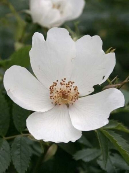 Hunds-Rose / Heckenrose / Hagebutte / Rosa canina
