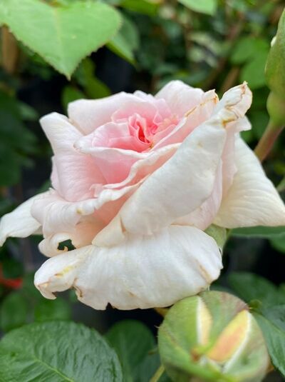 Kletterrose 'Graciosa' / Kletterrose 'Graciosa'