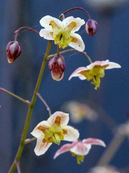 Schwarzmeer-Elfenblume 'Black Sea' / Epimedium pinnatum ssp. colchicum 'Black Sea'