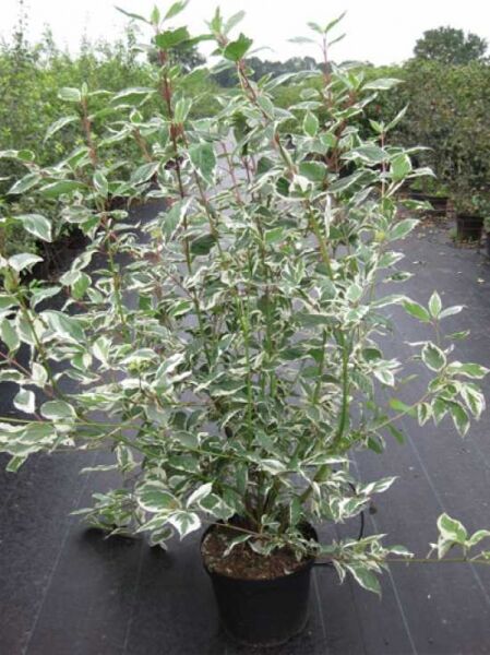 Weißbunter Purpur-Hartriegel (Cornus alba 'Sibirica Variegata'), buschiger Strauch im Container C12 mit weiß panaschierten Blättern.