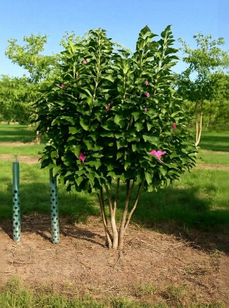 Magnolia 'Galaxy' / Großblumige Magnolie 'Galaxy', 200–250 cm, mehrstämmig, mit grünem Laub und rosa Blütenknospen.