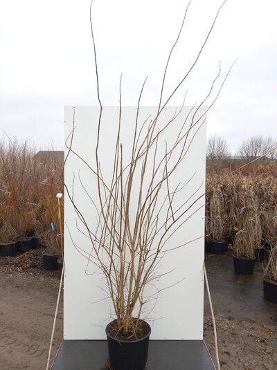 Philadelphus 'Virginal' / Großblütiger Pfeifenstrauch 'Virginal' 175-200 cm C20, mehrtriebiger Strauch im Topf mit kahlen Zweigen