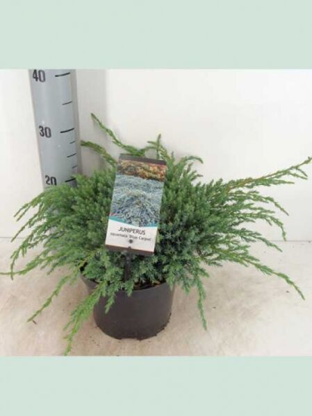 Zwerg-Kriech-Wacholder 'Blue Carpet' / Zwerg-Kriech-Wacholder 'Blue Carpet'