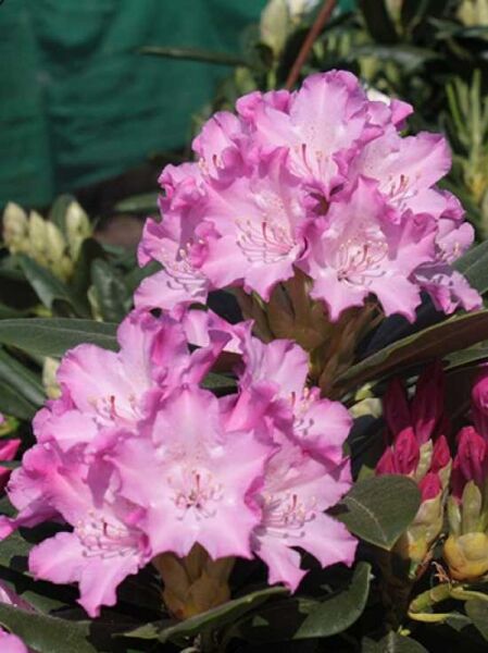 Rhododendron 'Isar' / Rhododendron brachycarpum 'Isar'