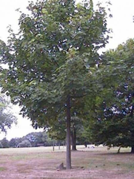 Berg-Ahorn 'Erectum' / Acer pseudoplatanus 'Erectum'