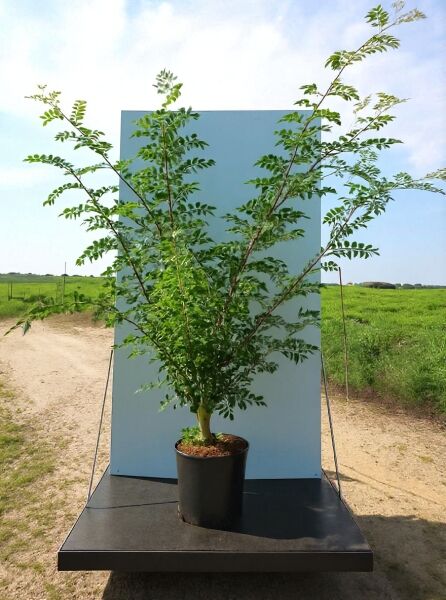 Zanthoxylum simulans / Szechuan Pfeffer 175-200 cm C20, mehrstämmiger Strauch im Container mit gefiedertem Laub