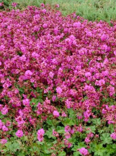 Geranium cantabrigiense 'Karmina' / Niedriger Storchschnabel 'Karmina'