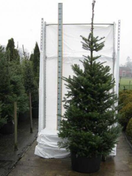 Abies koreana / Korea-Tanne