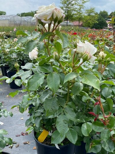 Rosa 'Alabaster' ® / Beetrose 'Alabaster' ® C5 im Topf, grünes Laub mit mehreren cremeweißen Blüten und Knospen.
