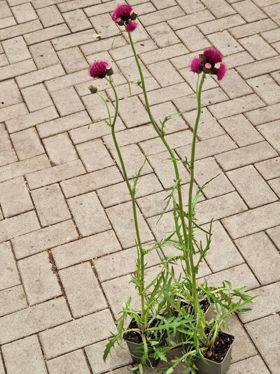 Purpur-Kratzdistel (Cirsium rivulare 'Atropurpureum') P9 im Topf mit aufrechten Stielen und purpurfarbenen Blütenköpfen
