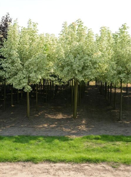 Silbereschen-Ahorn (Acer negundo 'Variegatum') Hochstamm, Heister mit variegiertem Laub in Reihen gepflanzt.