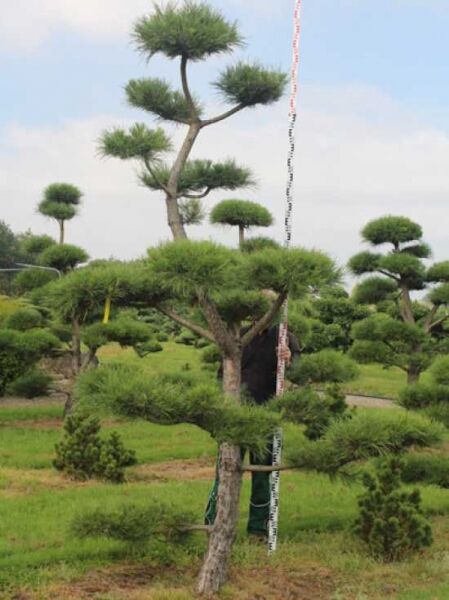 Pinus nigra ssp. nigra H: 330 cm B: 220 cm / Garten-Bonsai (201209)