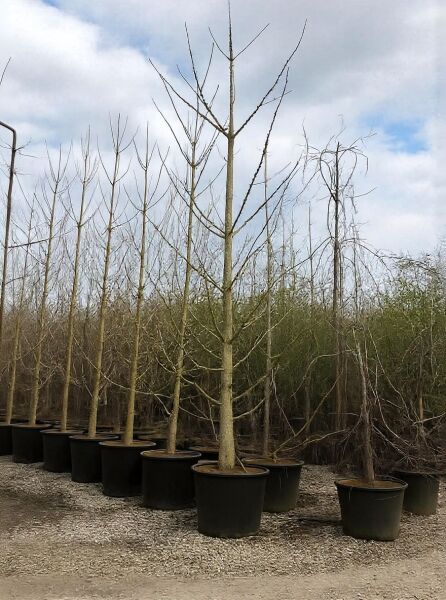 Ginkgobaum (Ginkgo biloba) Heister 30–35 StU mit Drahtballen im Container, mehrtriebige Jungbäume ohne Laub.