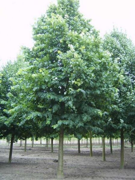 Tilia platyphyllos / Sommer-Linde