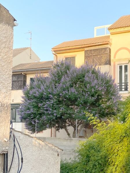 Vitex agnus-castus (Mönchspfeffer, Keuschbaum) als Strauch mit violetten Blütenrispen und grünen Blättern.