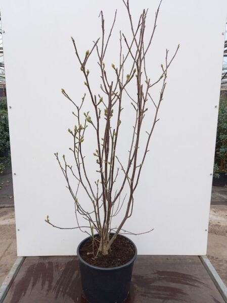 Magnolia 'Genie'® / Magnolie 'Genie', mehrstämmige Pflanze im C20-Container, 150-175 cm, mit Knospen an den Trieben