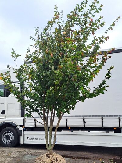 Eisenholzbaum / Parrotie 350-400 cm / Parrotia persica mehrstämmige Schirmform' (874845)