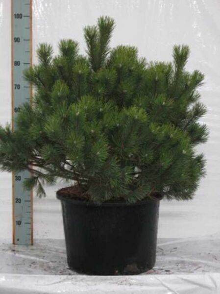 Pinus mugo mughus / Krummholz-Kiefer