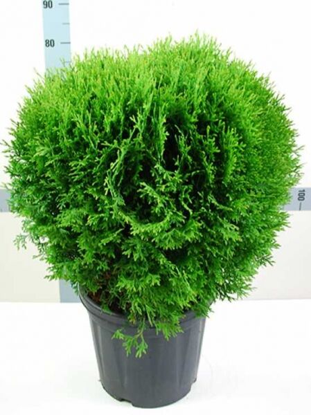 Thuja occidentalis 'Little Giant' / Lebensbaum 'Little Giant', kugelförmiger Nadelstrauch im Topf, 60–70 cm, C20
