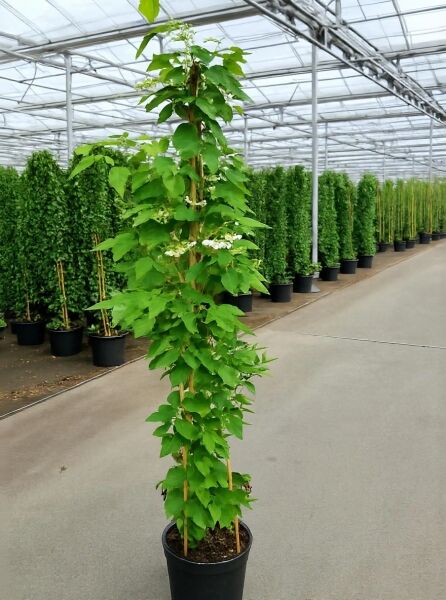 Viburnum plicatum 'Kilimandjaro ®' / Japanischer Pyramiden-Schneeball 'Kilimandjaro ®', 125-150 cm, C20, im Topf mit Blüten.