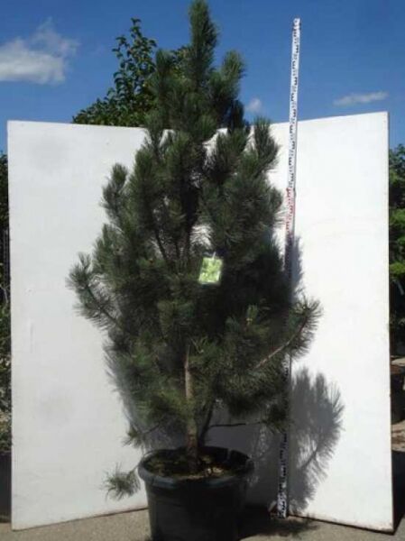Pinus heldreichii 'Satellit' / bosnische Kiefer 'Satellit'