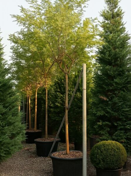 Silber-Akazie (Acacia dealbata) Hochstamm 18–20 StU im Container, mit schlankem Stamm und fein gefiedertem Laub.