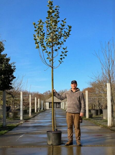 Malus domestica 'Gelber Boskoop' / Apfel 'Gelber Boskoop' Hochstamm im Container, 14-16 StU, mit geradem Stamm und Krone mit Blättern.