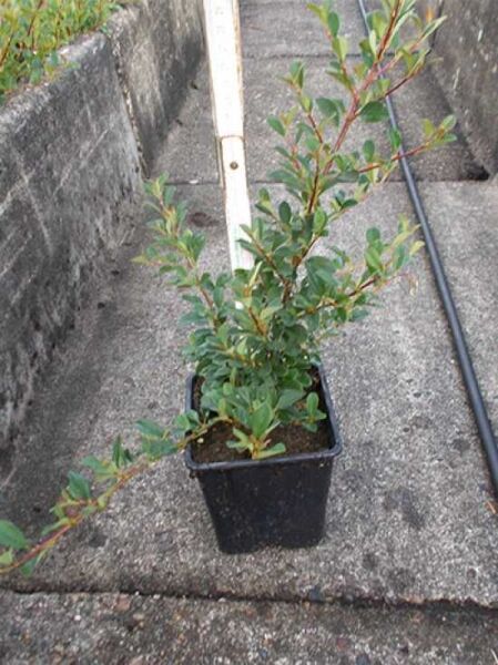 Kriech-Zwergmispel Cotoneaster radicans 'Eichholz' P9 im Pflanztopf, junge grüne Triebe mit ovalen Blättern.