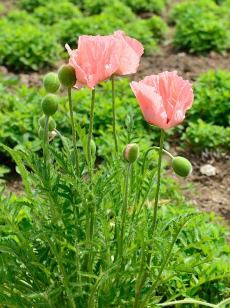 Türkischer Mohn 'Königin Alexandra' / Papaver orientale 'Königin Alexandra'