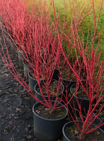 Purpur-Hartriegel (Cornus alba) ‘Sibirica’/‘Baton Rouge’, 80–100 cm, C5, Strauch im Topf mit roten Trieben